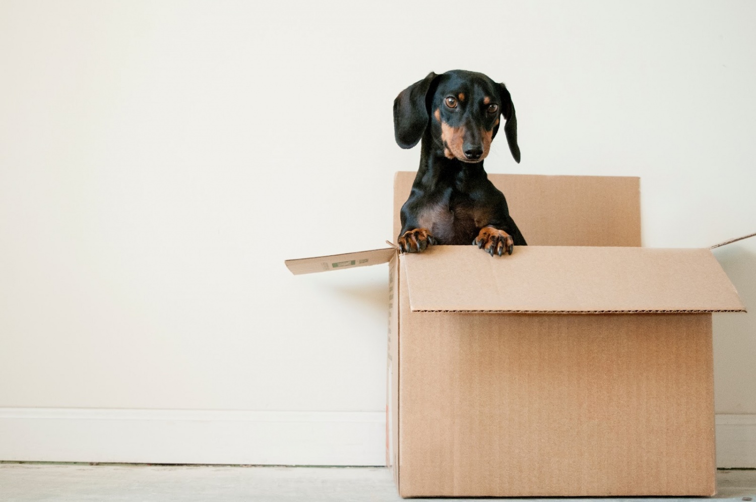 Best Ways to Move with Pets Without Stressing Them Out