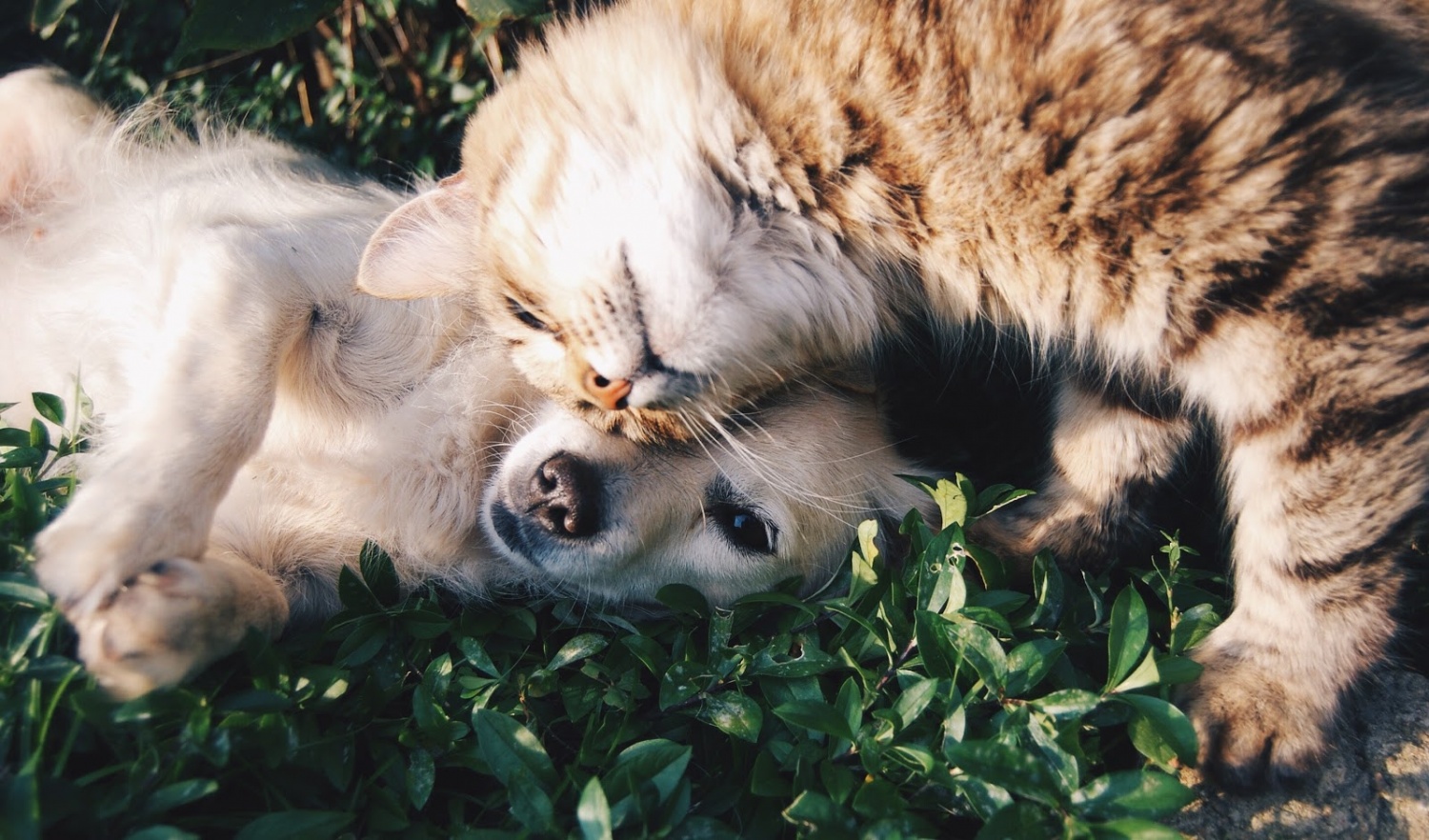 5 Ways to Reduce Your Pet’s Anxiety and Stress