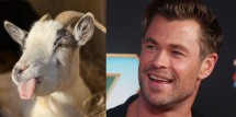 Thor: Love & Thunder’ Goats: What Are They? Why Do They Scream in the Movie?
