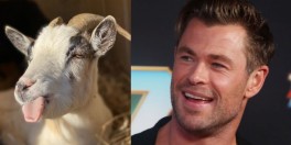 Thor: Love & Thunder’ Goats: What Are They? Why Do They Scream in the Movie?